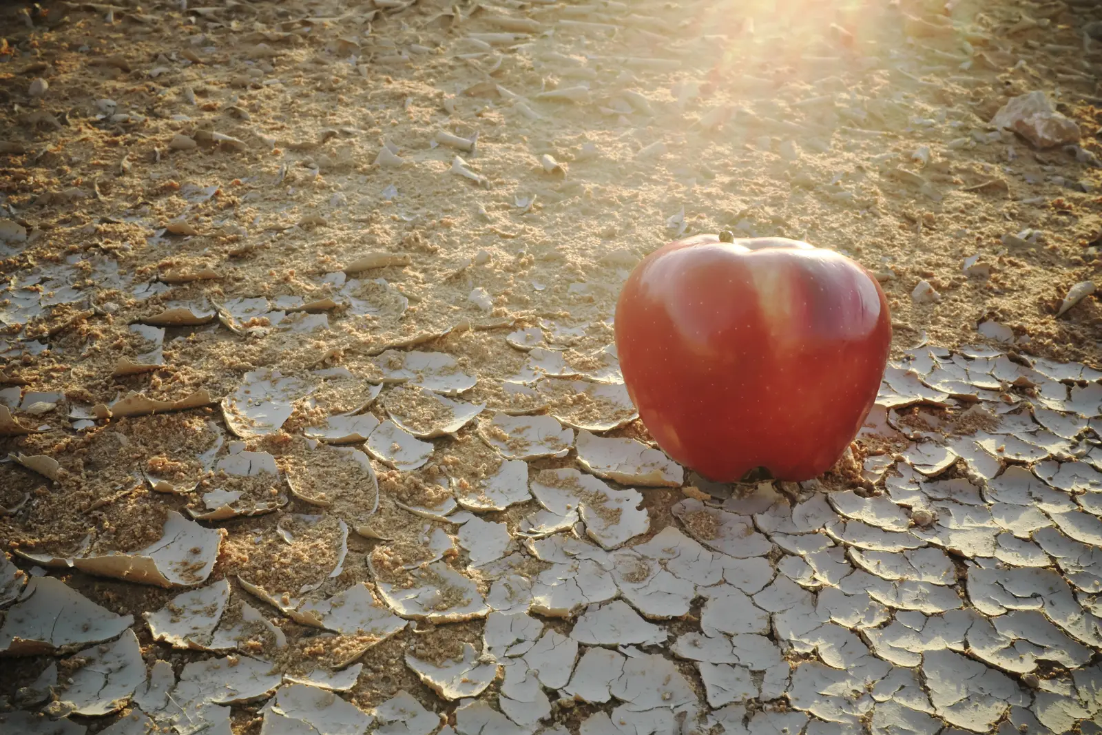 Criza alimentară globală e tot mai aproape. ONU avertizează că scumpirea energiei și a îngrășămintelor va majora