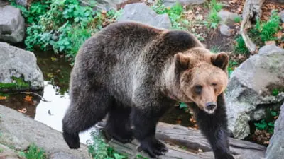 Femeie atacată de urs în timp ce ducea copilul la școală în Covasna, primarul promite să împușească orice urs care