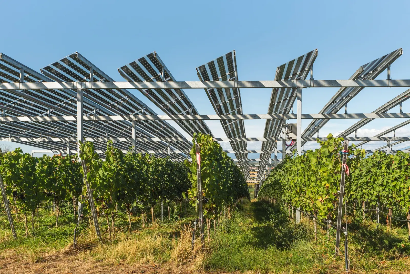 Panouri solare roz semitransparente: agricultură și energie pe același teren